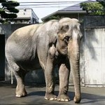 250px-Elephas_maximus_bengalensis_hanako