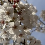 IMG_5202